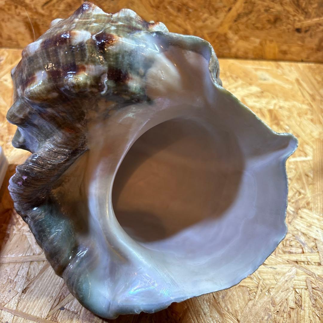 法螺貝40cm・夜光貝20cmセット【貝殻】