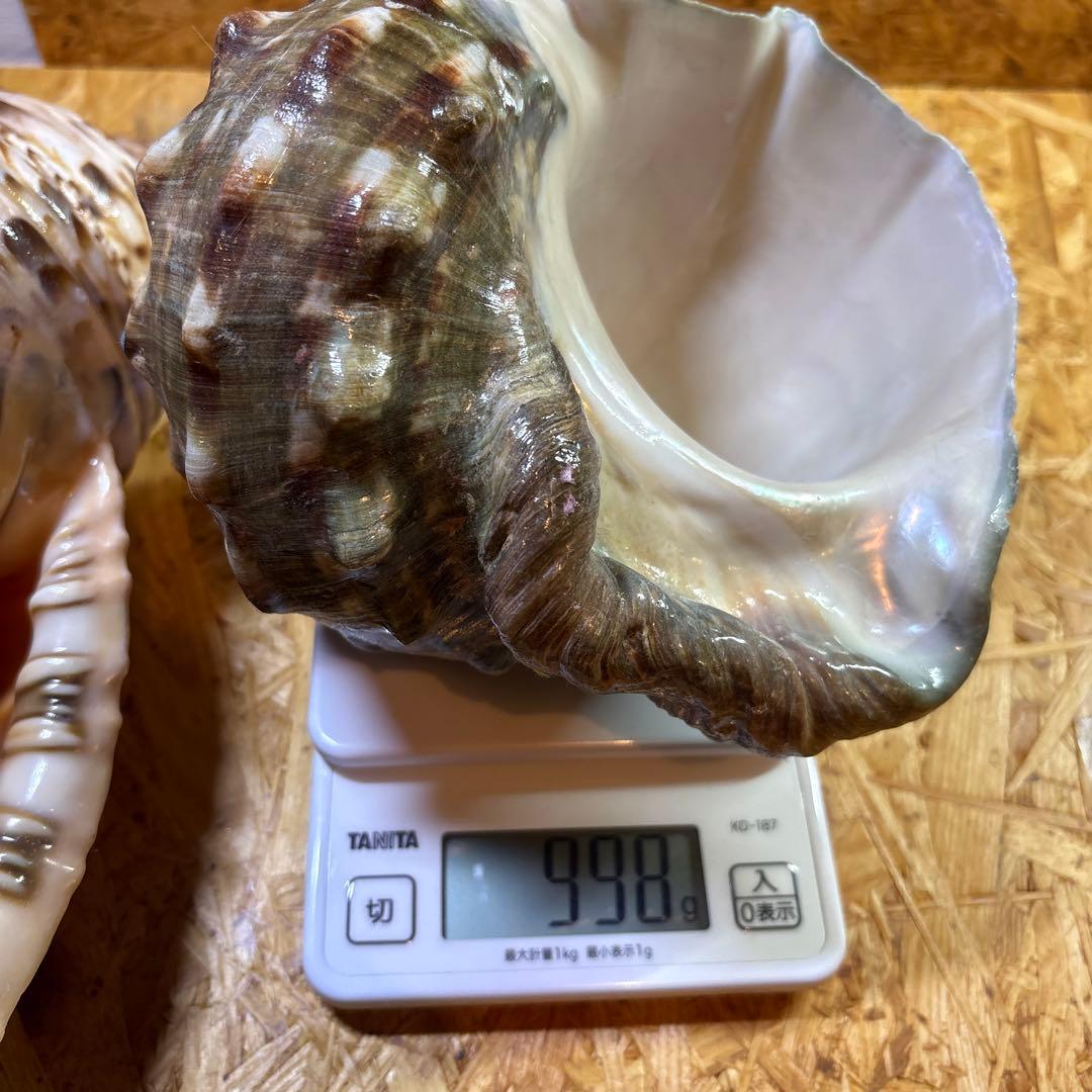 法螺貝40cm・夜光貝20cmセット【貝殻】