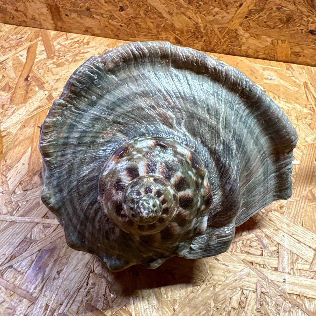 法螺貝40cm・夜光貝20cmセット【貝殻】