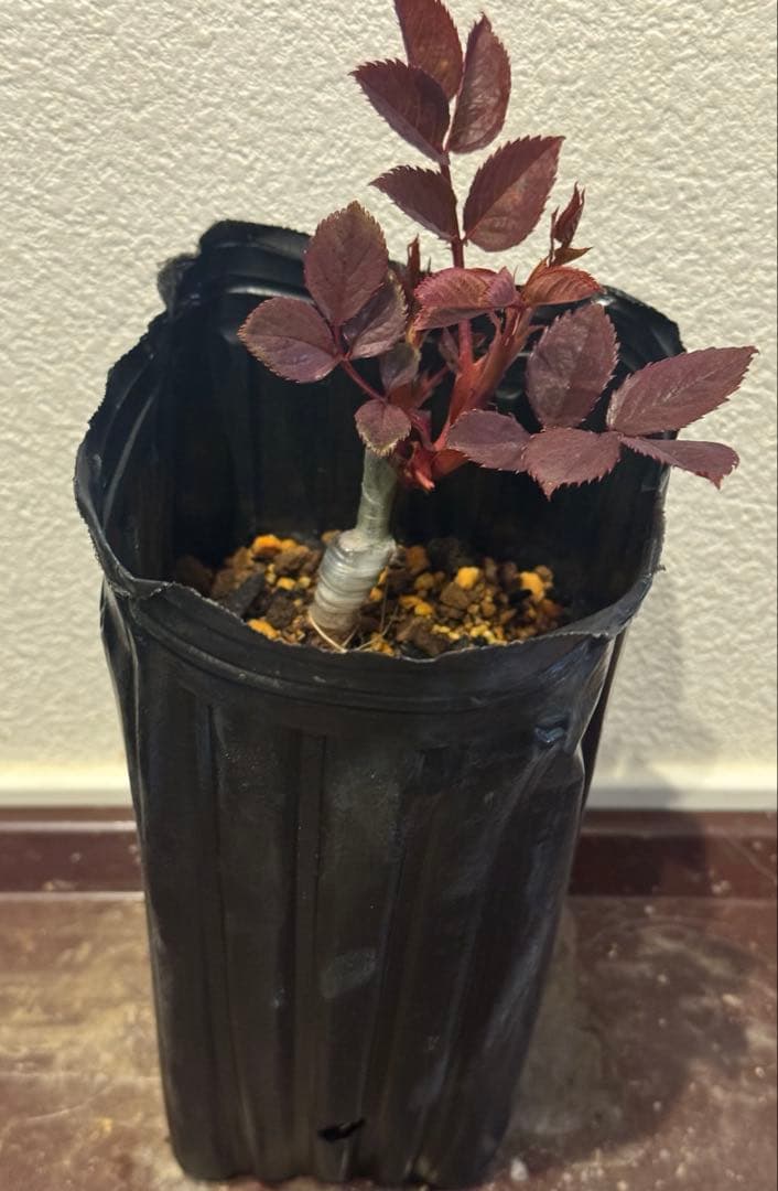 バラ苗　レア切花品種　接木苗