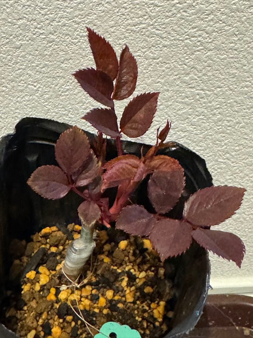 バラ苗　レア切花品種　接木苗