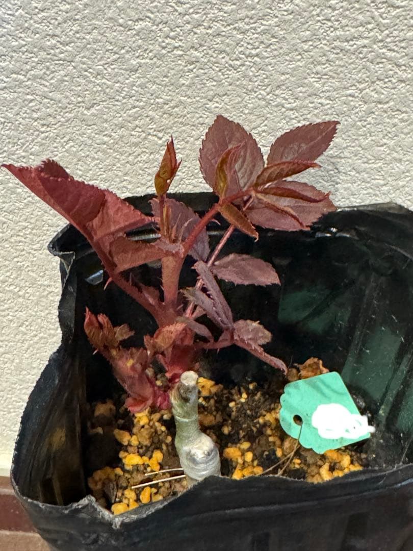 バラ苗　レア切花品種　接木苗