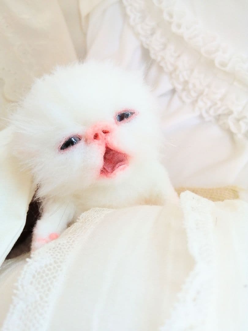 生後２週間♡子猫ちゃん♡お世話セット♡お布団♡おしゃぶり♡アートドールぬいぐるみ