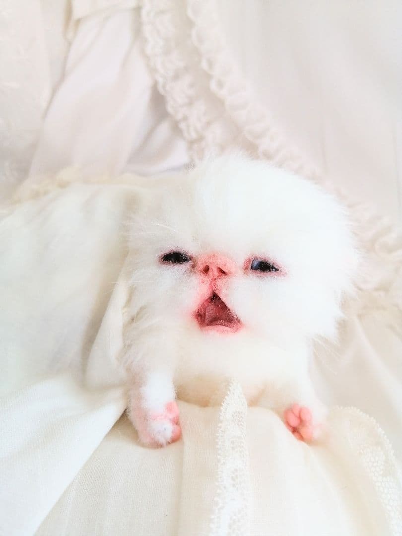 生後２週間♡子猫ちゃん♡お世話セット♡お布団♡おしゃぶり♡アートドールぬいぐるみ