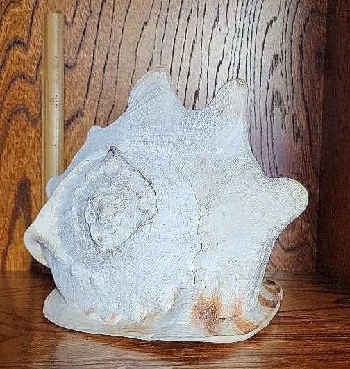 トウカムリガイ（唐冠貝）貝殻