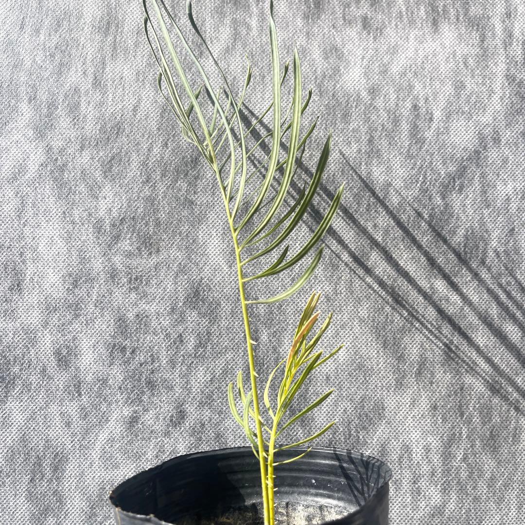 【塊根植物】サイカスカイルンシアナ 国内実生 ソテツ12