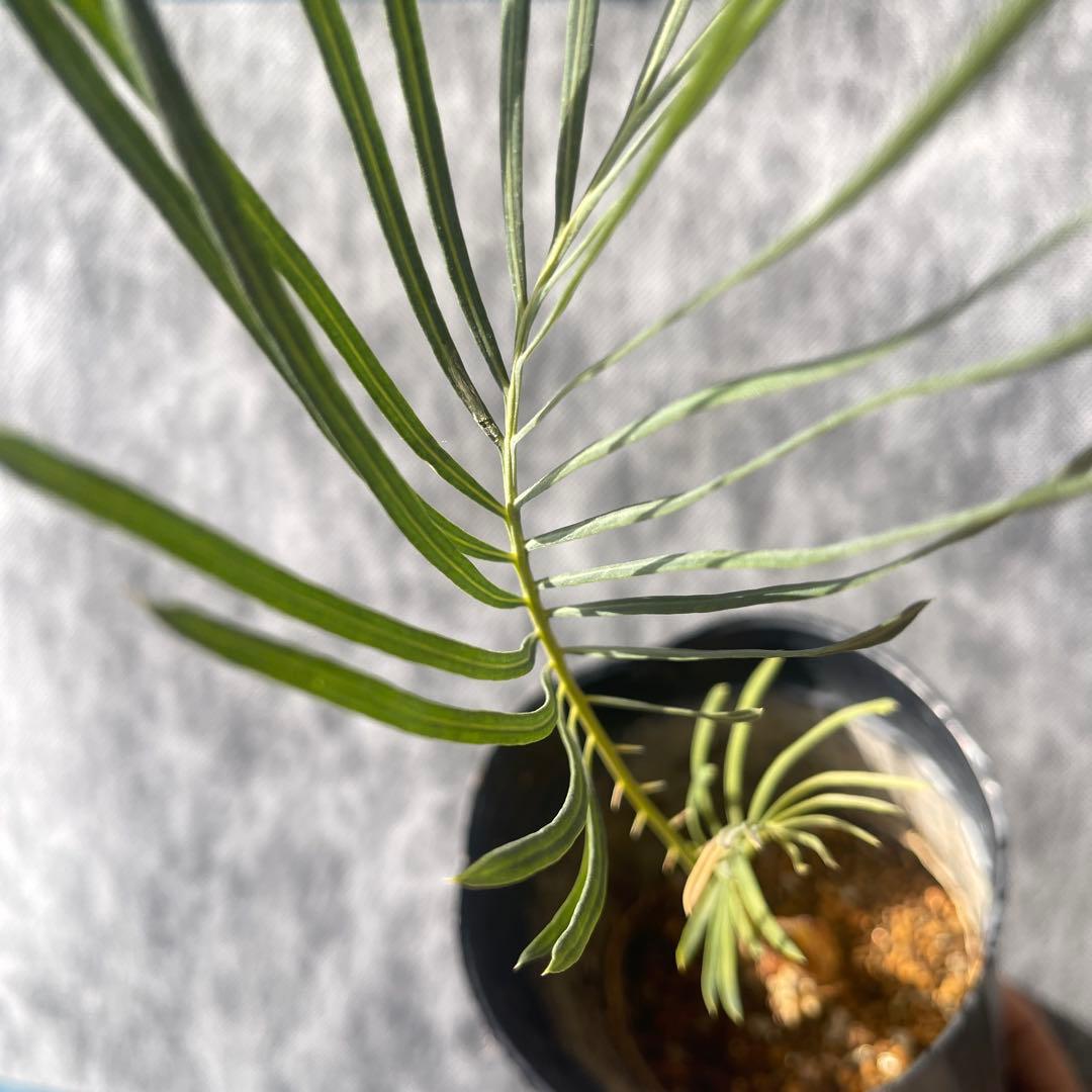 【塊根植物】サイカスカイルンシアナ 国内実生 ソテツ12