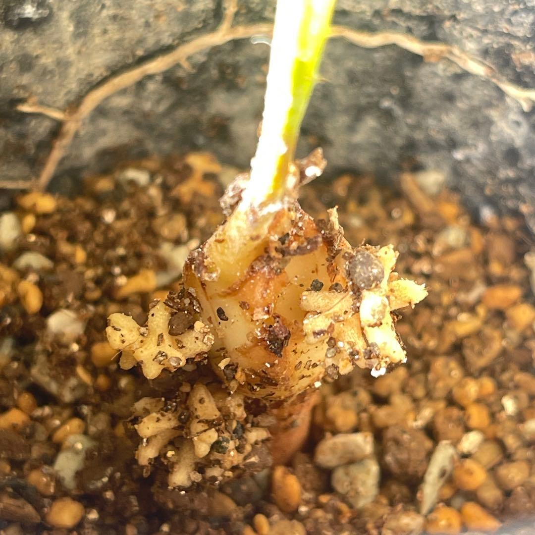 【塊根植物】サイカスカイルンシアナ 国内実生 ソテツ12