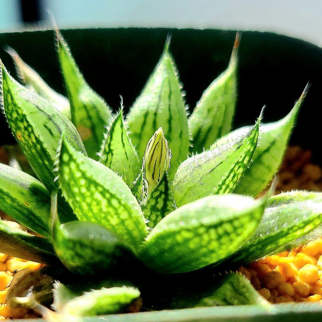 ナイルの一滴 実生選抜苗 特A ①多肉植物 ハオルチア アロエ