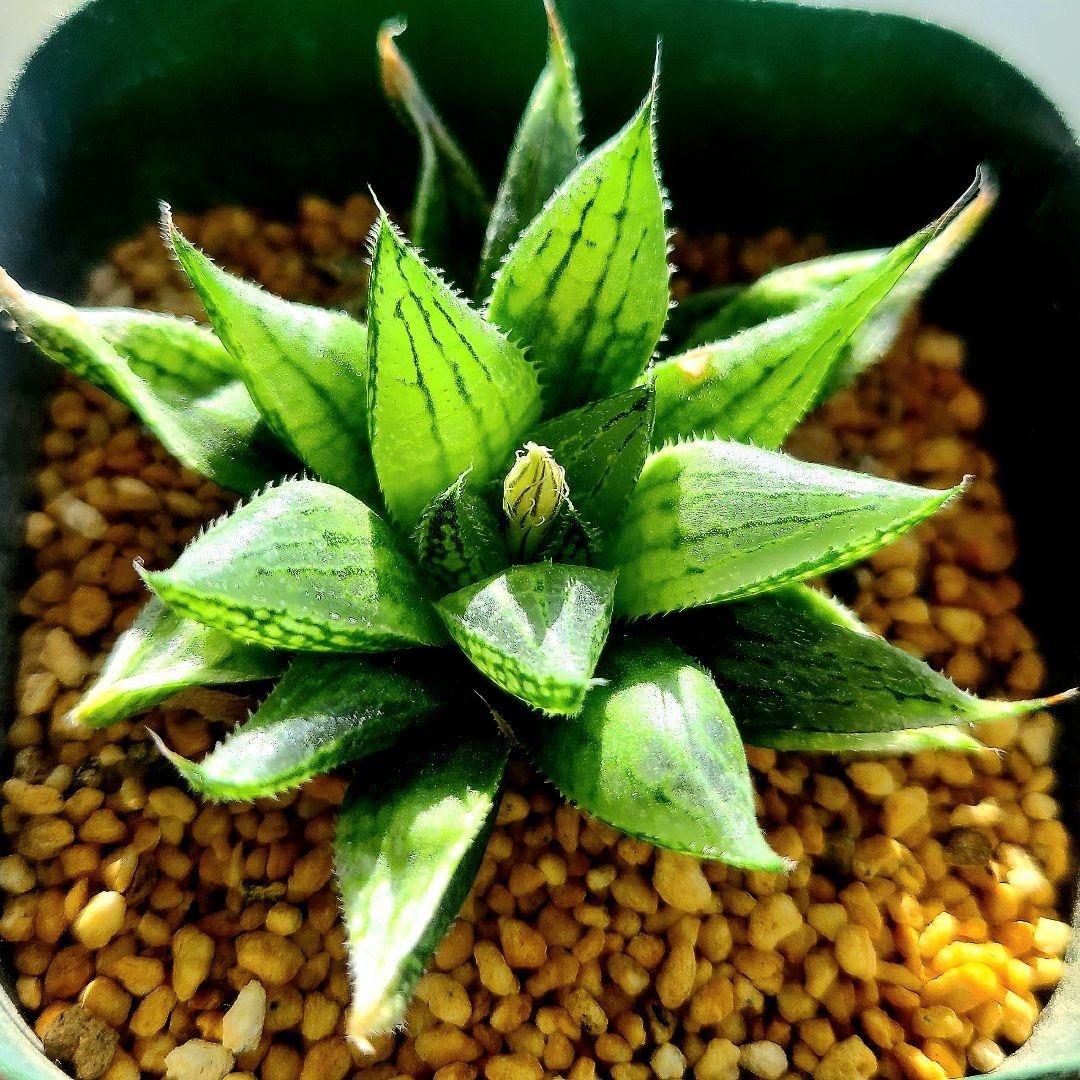 ナイルの一滴 実生選抜苗 特A ①多肉植物 ハオルチア アロエ