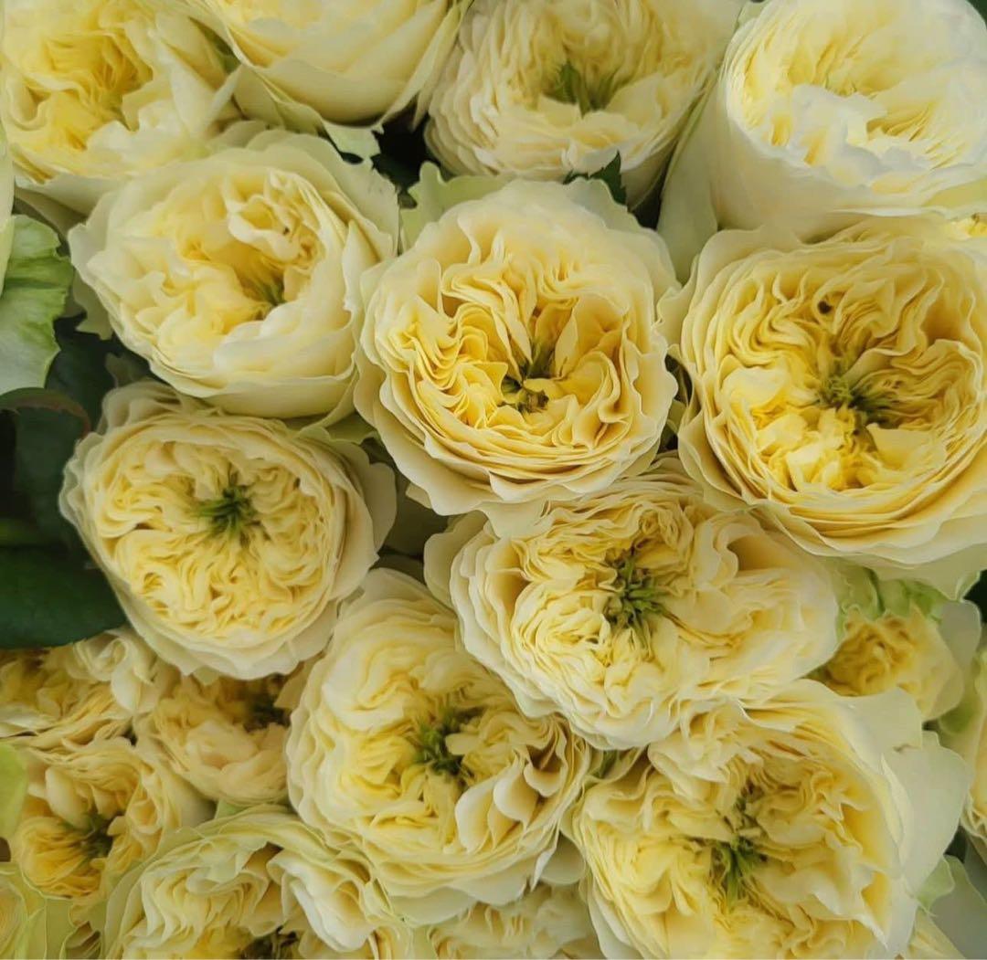 新接ぎ木した物 solbury ♡hill