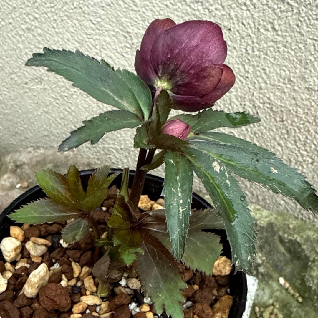 発送お任せ❣️■ プチドール トルカータス模様 ■ クリスマスローズ