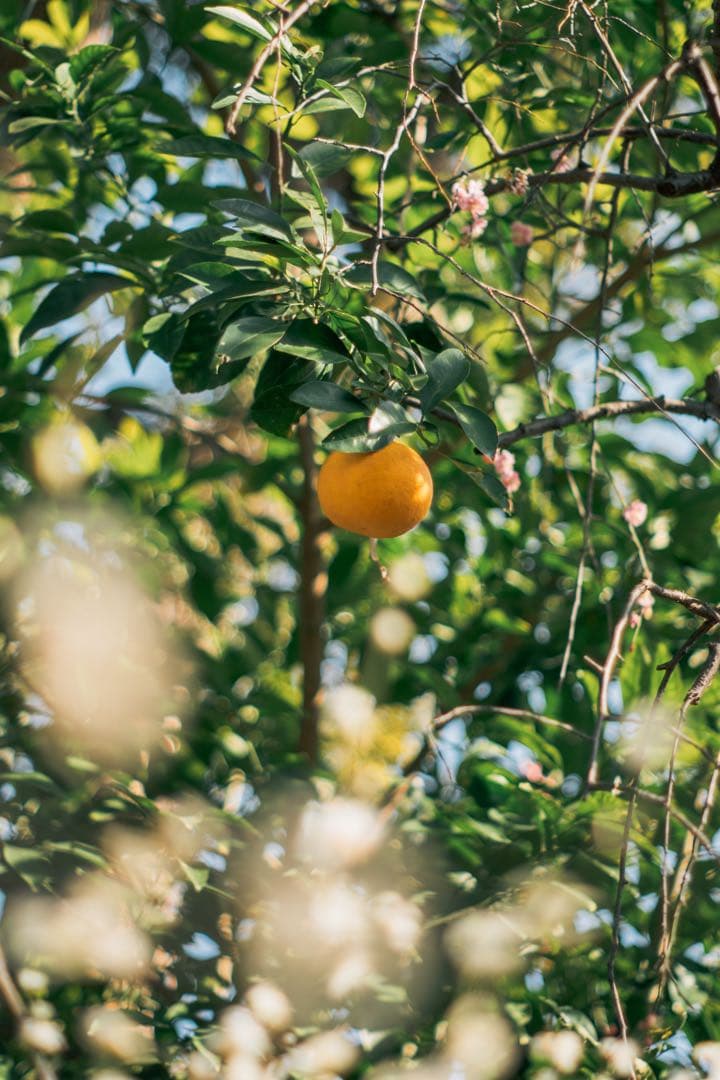 【完動美品】SMC TAKUMAR 55mm f1.8 M42マウント