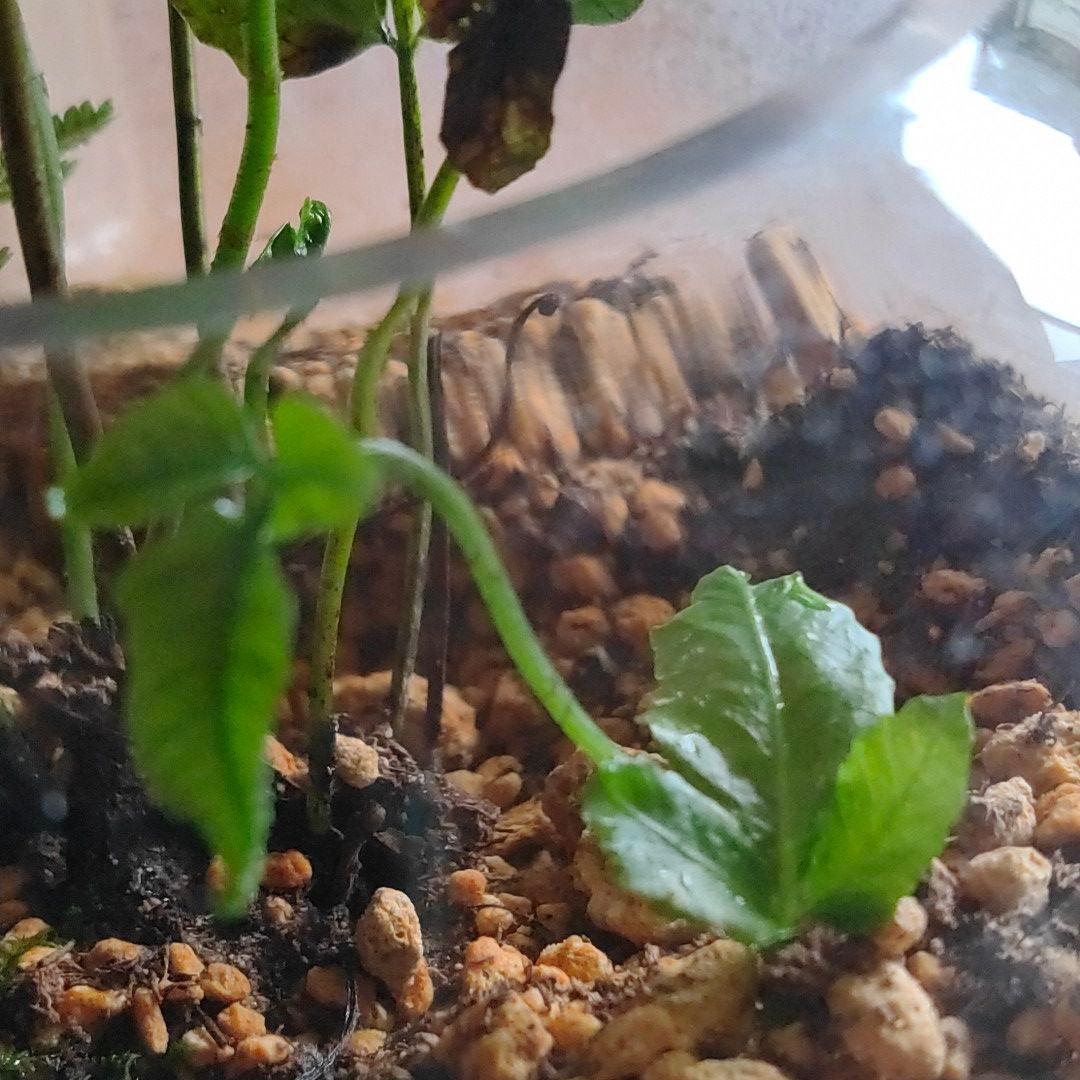 【希少種】 オオヘツカシダ 石垣島産