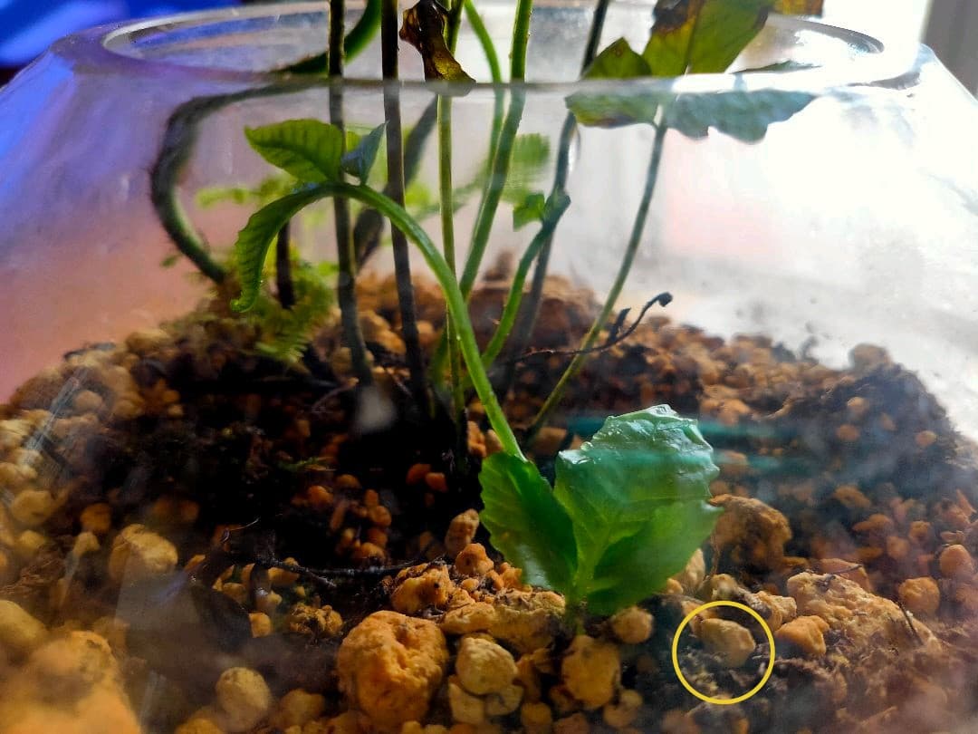 【希少種】 オオヘツカシダ 石垣島産