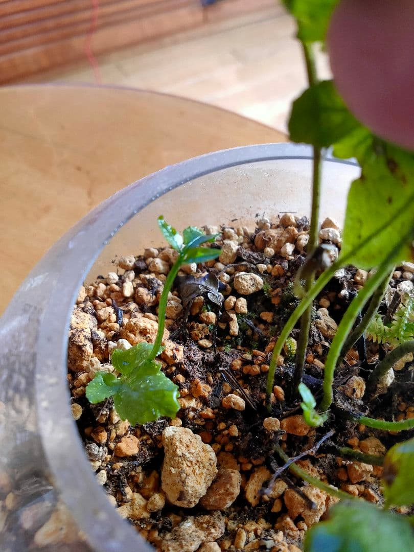 【希少種】 オオヘツカシダ 石垣島産