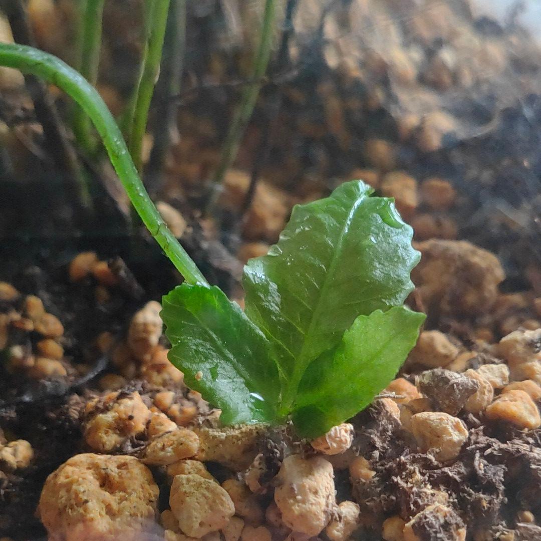 【希少種】 オオヘツカシダ 石垣島産