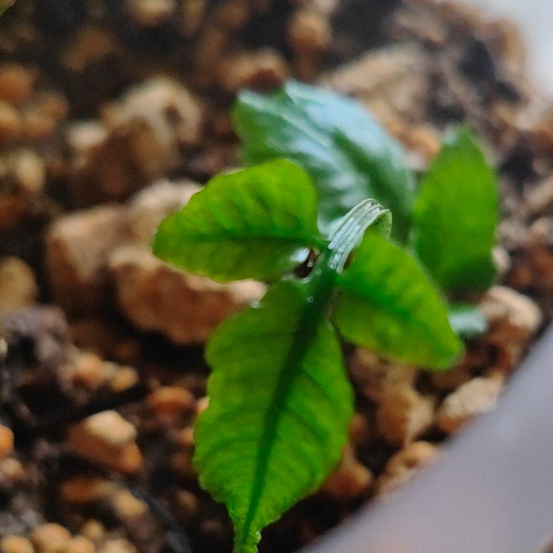 【希少種】 オオヘツカシダ 石垣島産