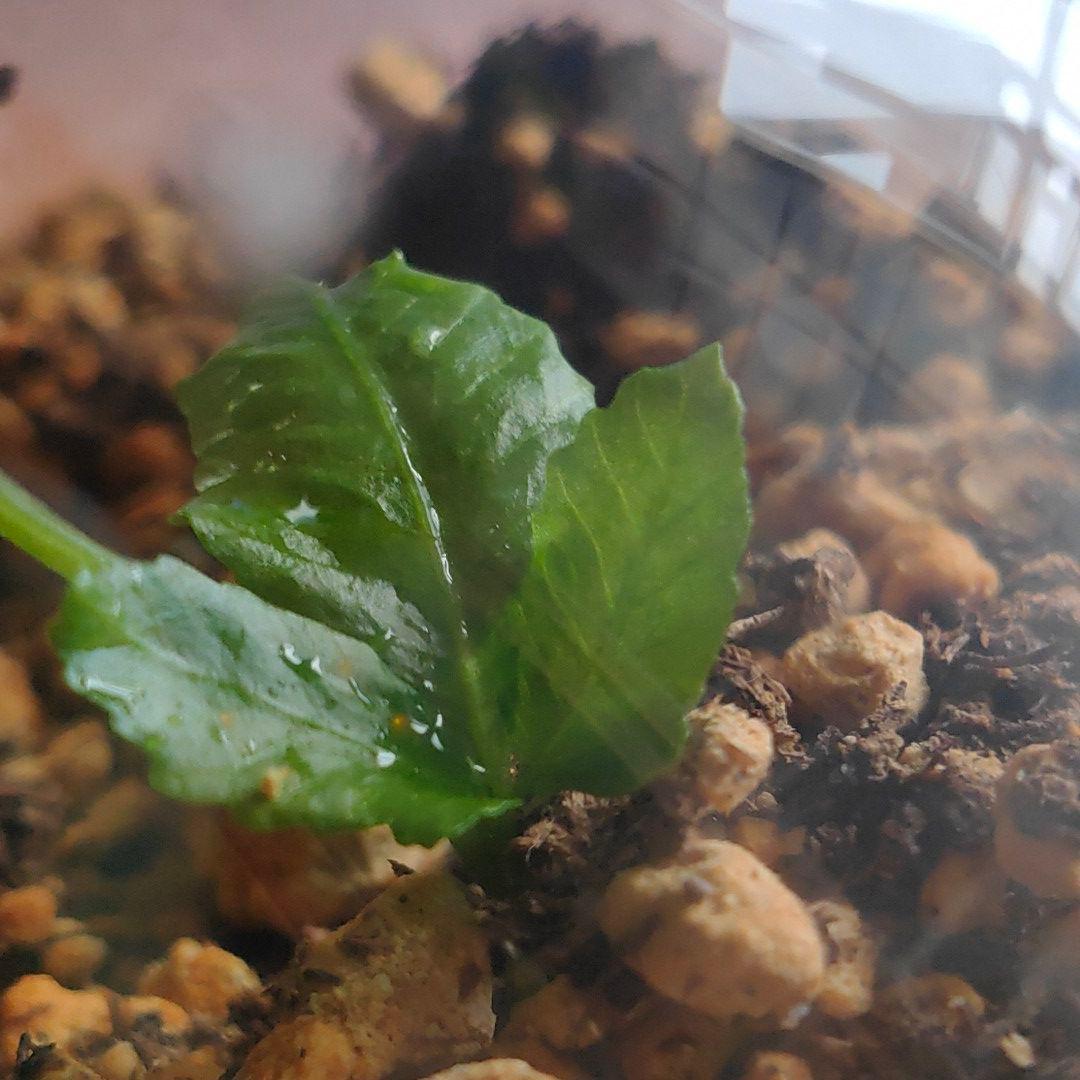 【希少種】 オオヘツカシダ 石垣島産