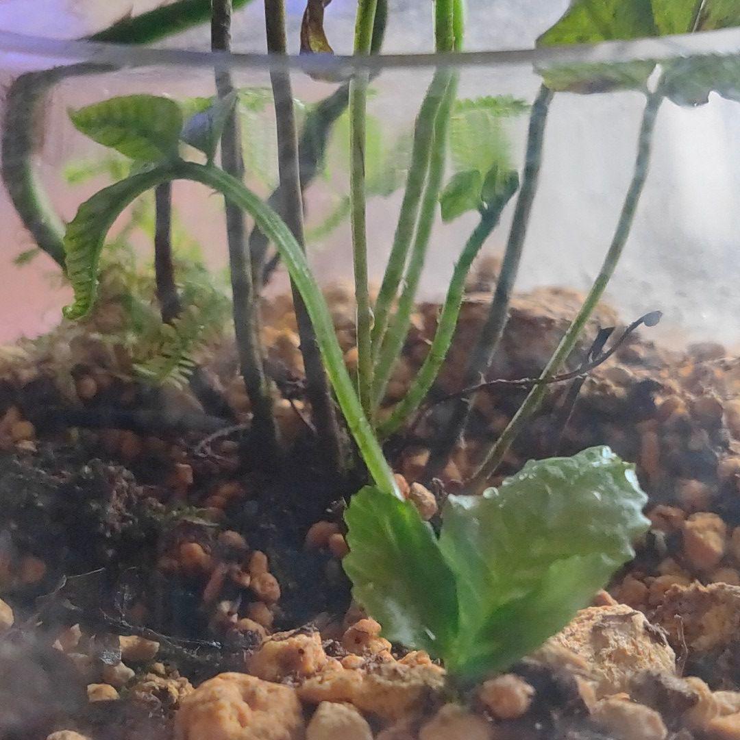 【希少種】 オオヘツカシダ 石垣島産