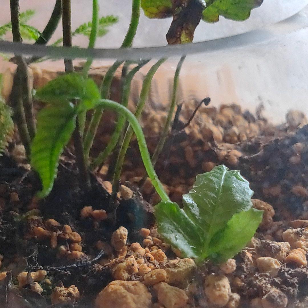 【希少種】 オオヘツカシダ 石垣島産