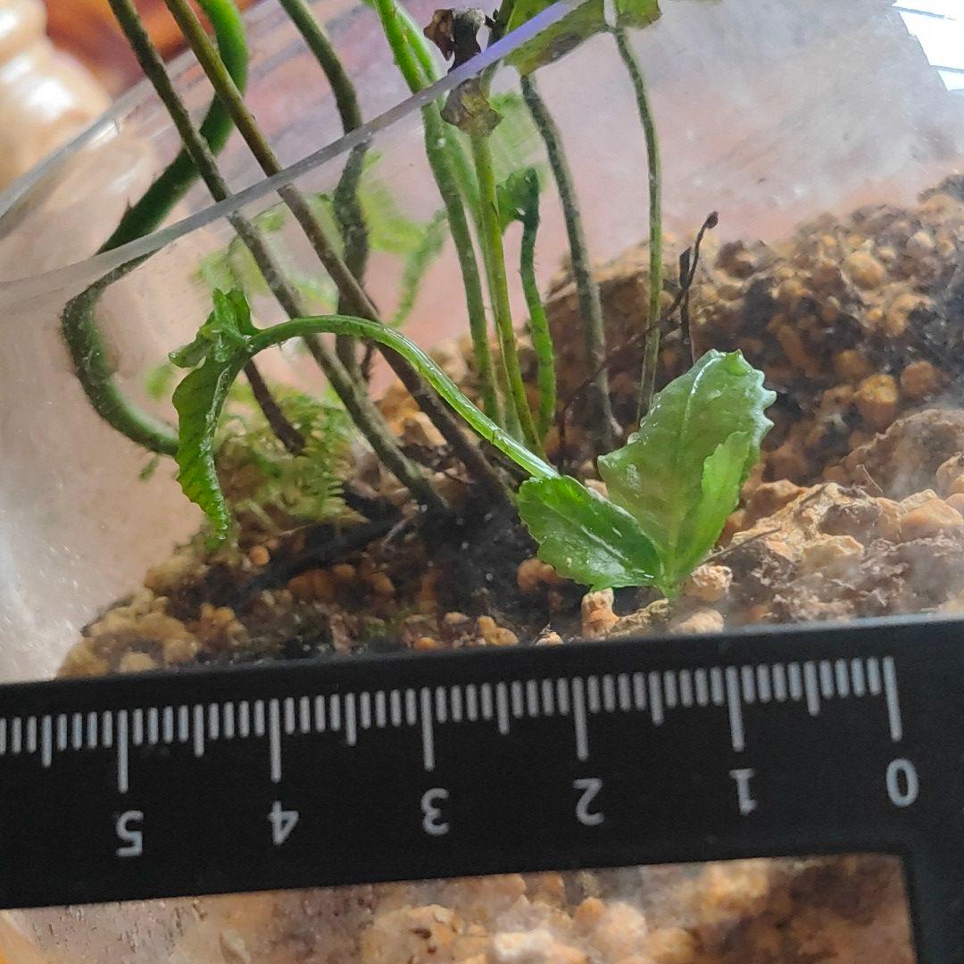 【希少種】 オオヘツカシダ 石垣島産