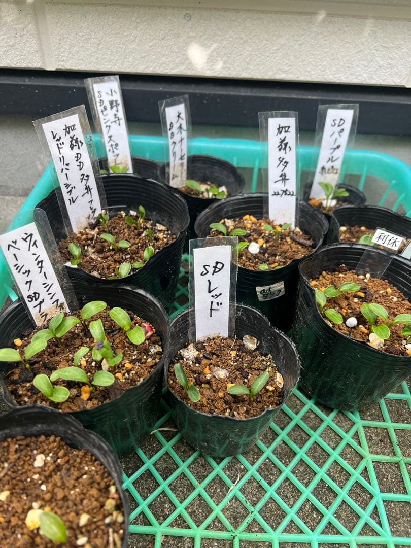 クリスマスローズ 1苗 2026発芽苗 一時停止ます