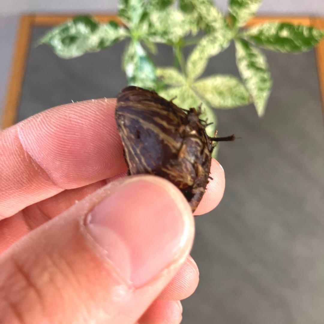 超希少❗️国産❗️パキラ　ミルキーウェイ　実生✨