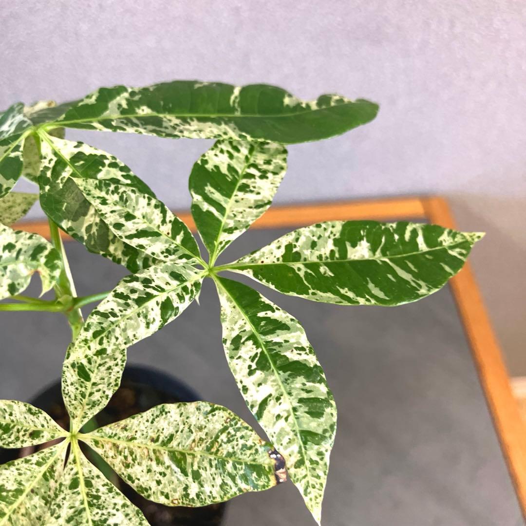 超希少❗️国産❗️パキラ　ミルキーウェイ　実生✨