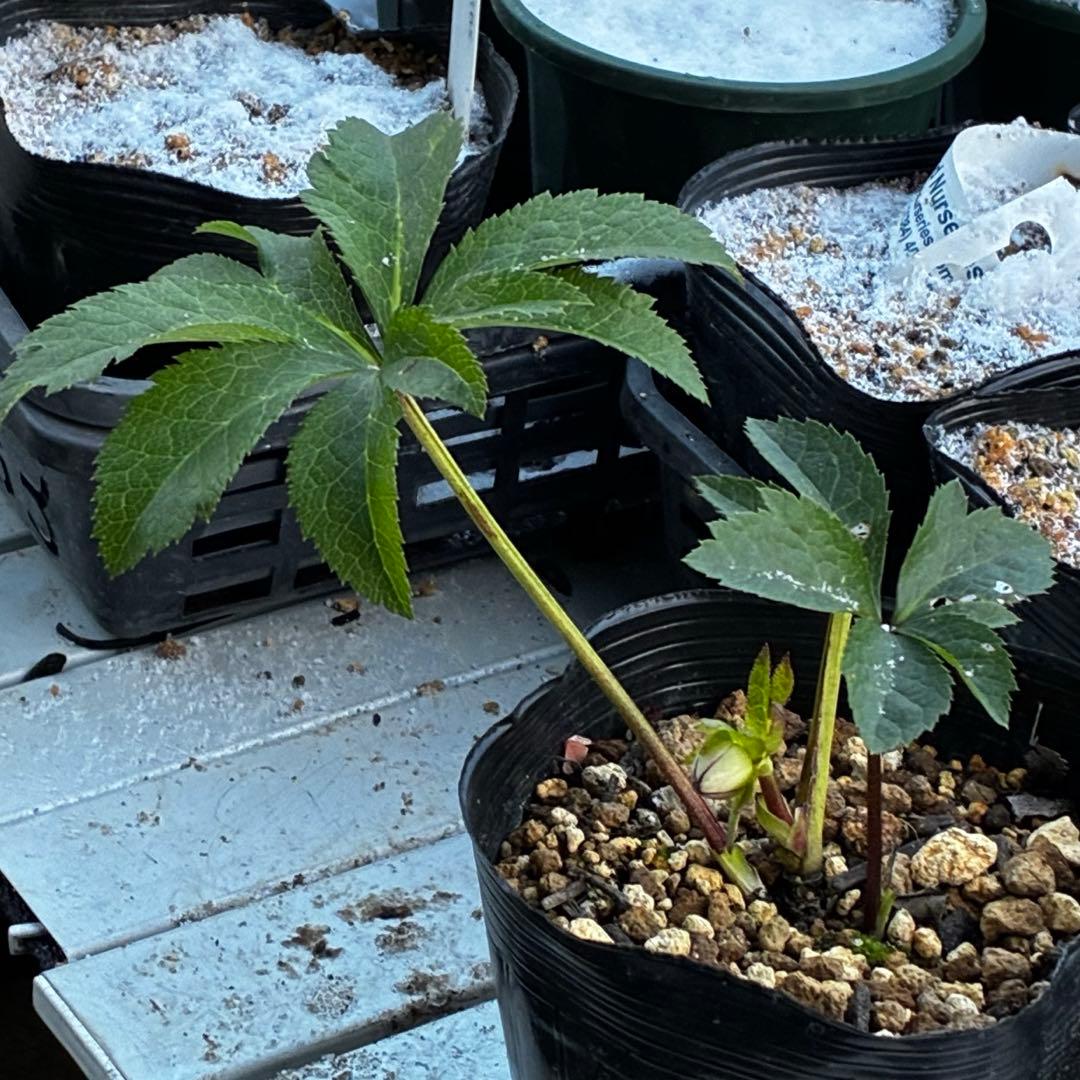 も*読様 3584☘️蕾花付き☘️ボリュームSD⭐️リップピコティー⭐️曽田園芸