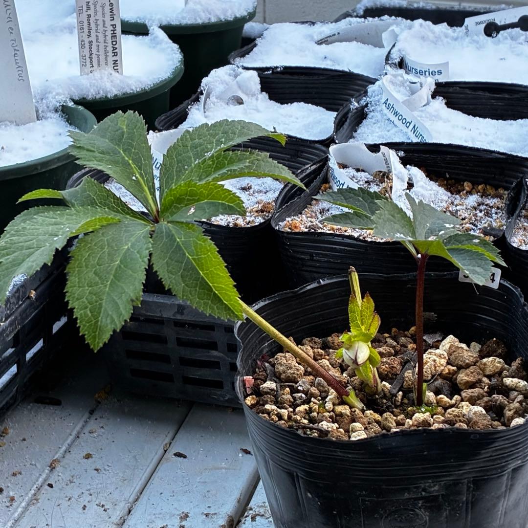 も*読様 3584☘️蕾花付き☘️ボリュームSD⭐️リップピコティー⭐️曽田園芸