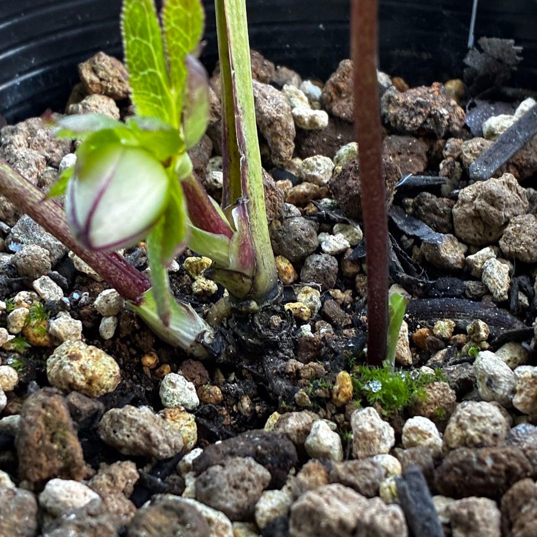 も*読様 3584☘️蕾花付き☘️ボリュームSD⭐️リップピコティー⭐️曽田園芸