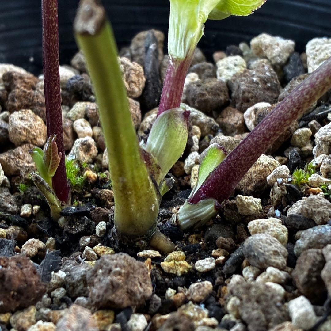 も*読様 3584☘️蕾花付き☘️ボリュームSD⭐️リップピコティー⭐️曽田園芸