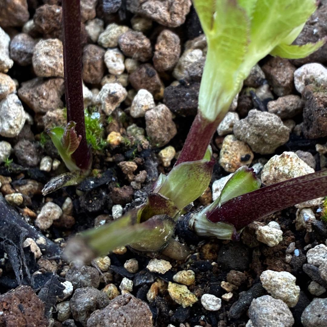 も*読様 3584☘️蕾花付き☘️ボリュームSD⭐️リップピコティー⭐️曽田園芸