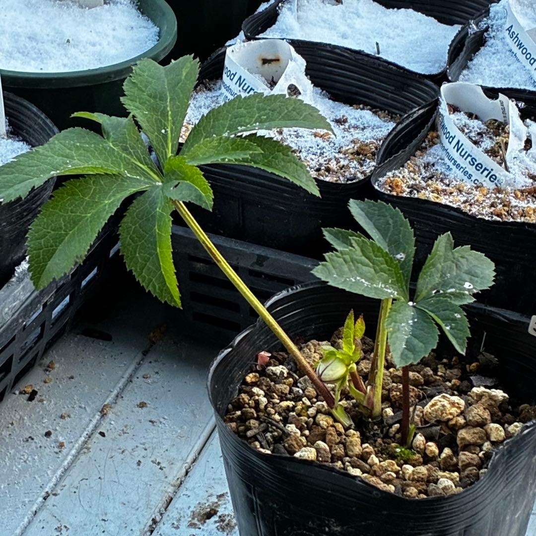 も*読様 3584☘️蕾花付き☘️ボリュームSD⭐️リップピコティー⭐️曽田園芸