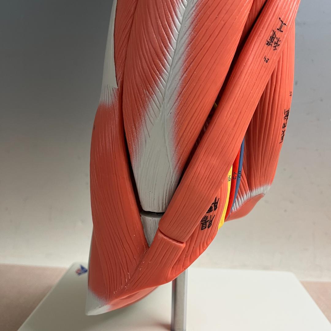 48 3B スリービーScientific社 下肢の筋肉解剖模型（M20）脚