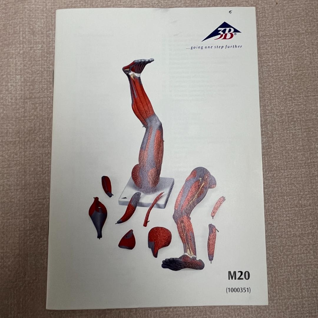 48 3B スリービーScientific社 下肢の筋肉解剖模型（M20）脚