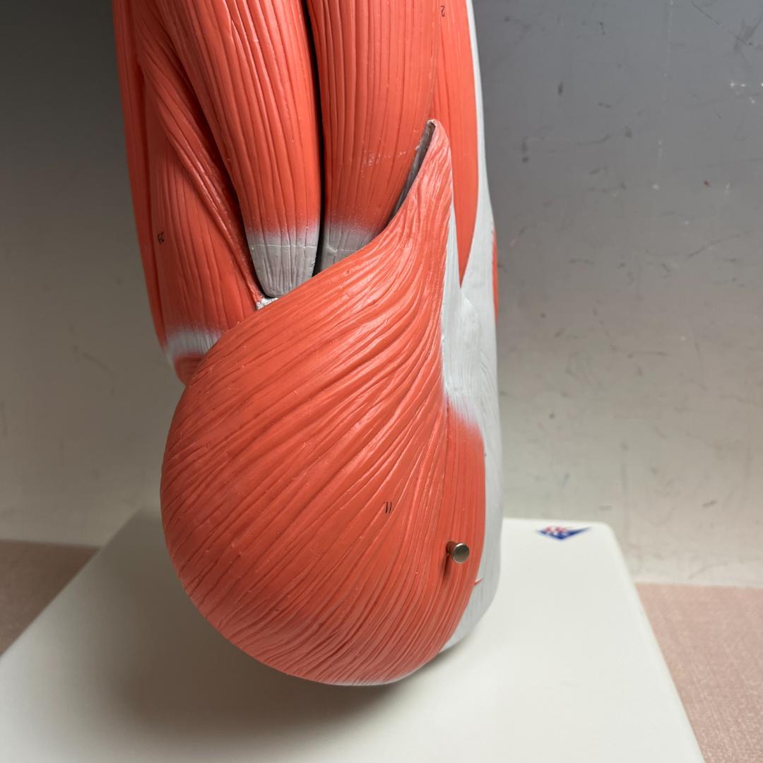 48 3B スリービーScientific社 下肢の筋肉解剖模型（M20）脚