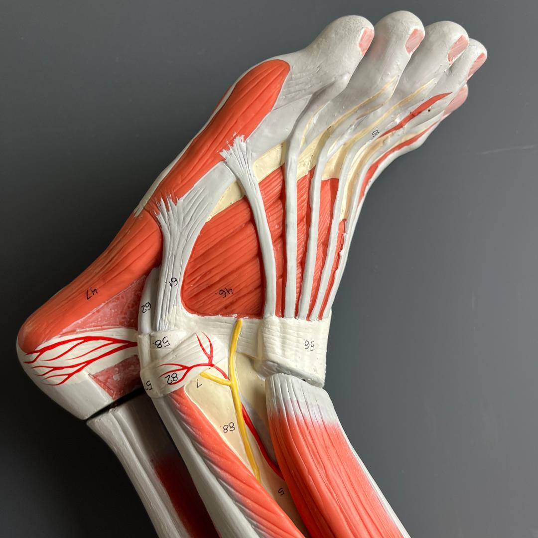 48 3B スリービーScientific社 下肢の筋肉解剖模型（M20）脚