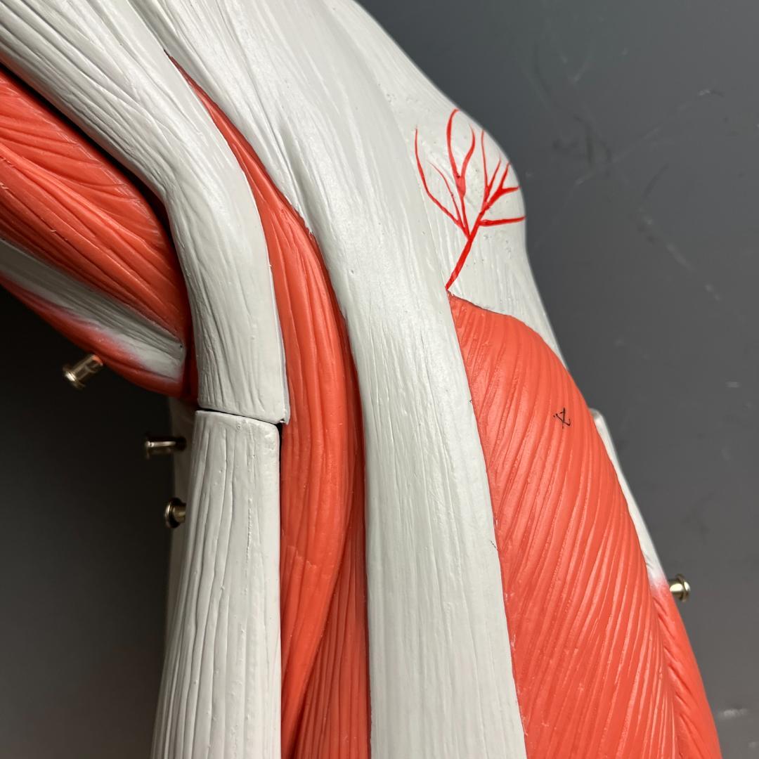 48 3B スリービーScientific社 下肢の筋肉解剖模型（M20）脚