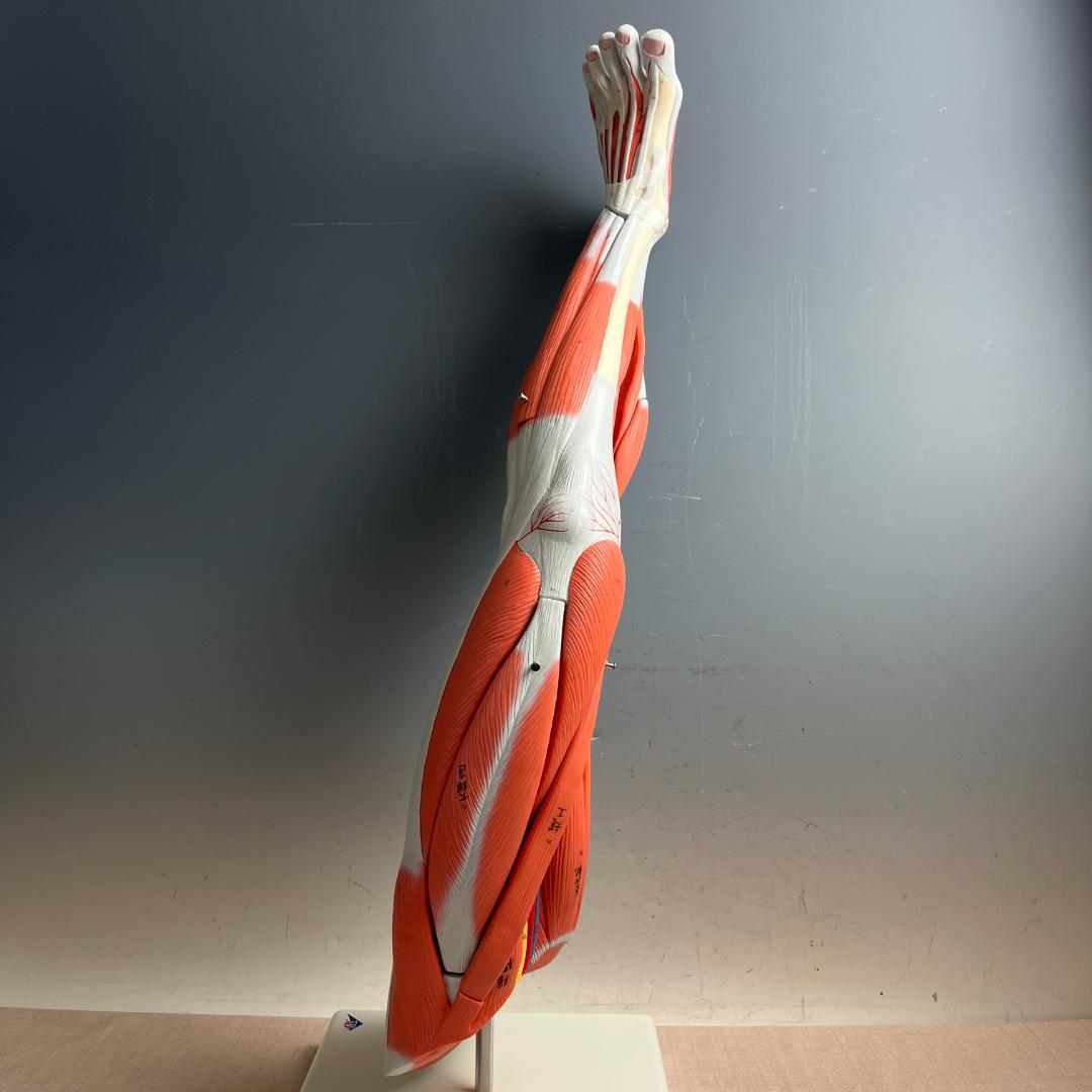 48 3B スリービーScientific社 下肢の筋肉解剖模型（M20）脚
