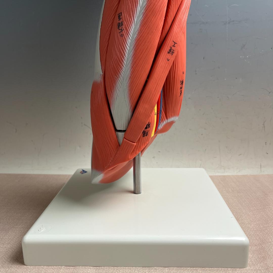 48 3B スリービーScientific社 下肢の筋肉解剖模型（M20）脚