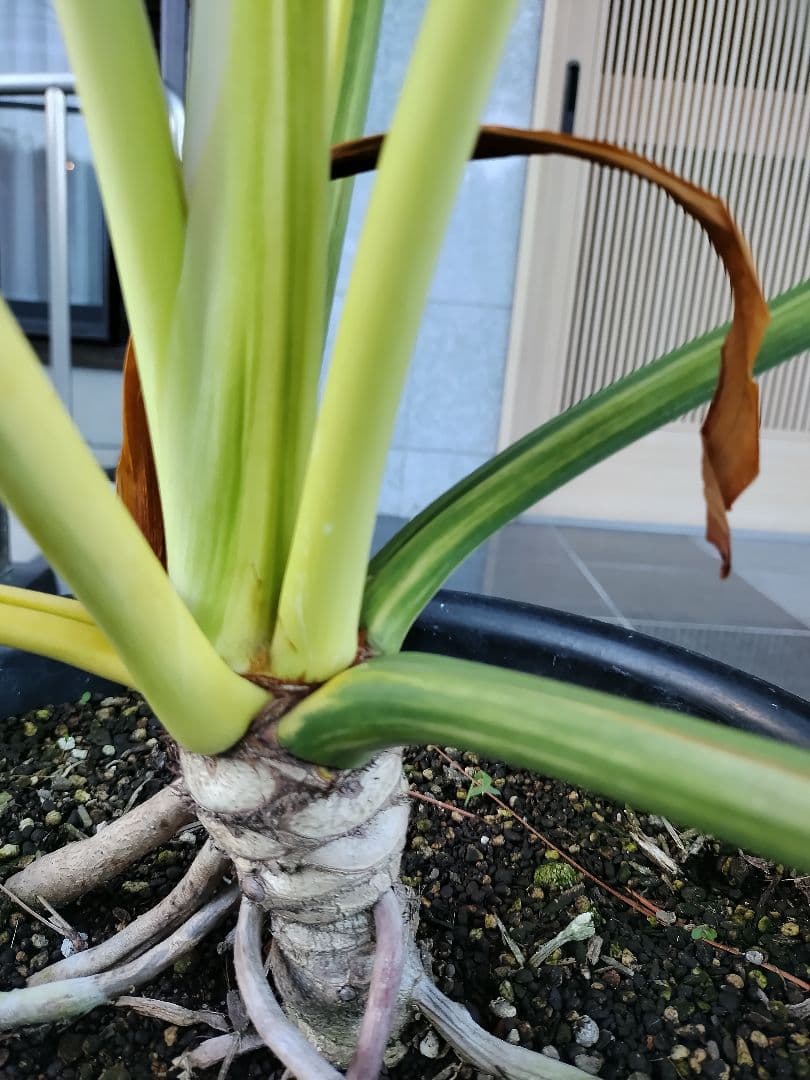 フィロデンドロン　セローム　黄色斑　斑入り　希少　レア