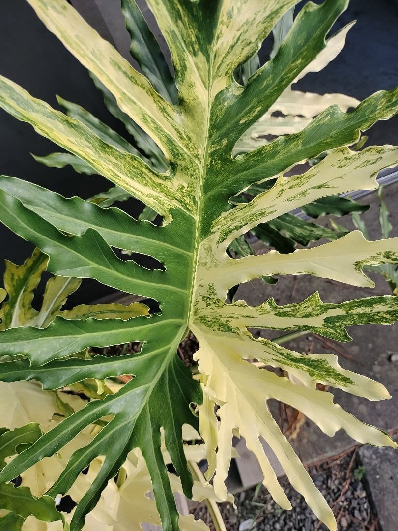 フィロデンドロン　セローム　黄色斑　斑入り　希少　レア