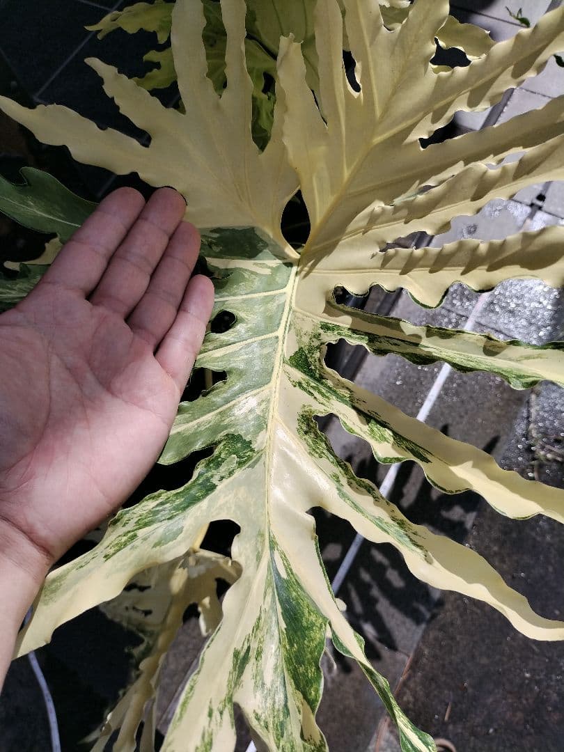 フィロデンドロン　セローム　黄色斑　斑入り　希少　レア