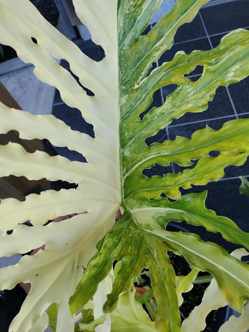 フィロデンドロン　セローム　黄色斑　斑入り　希少　レア