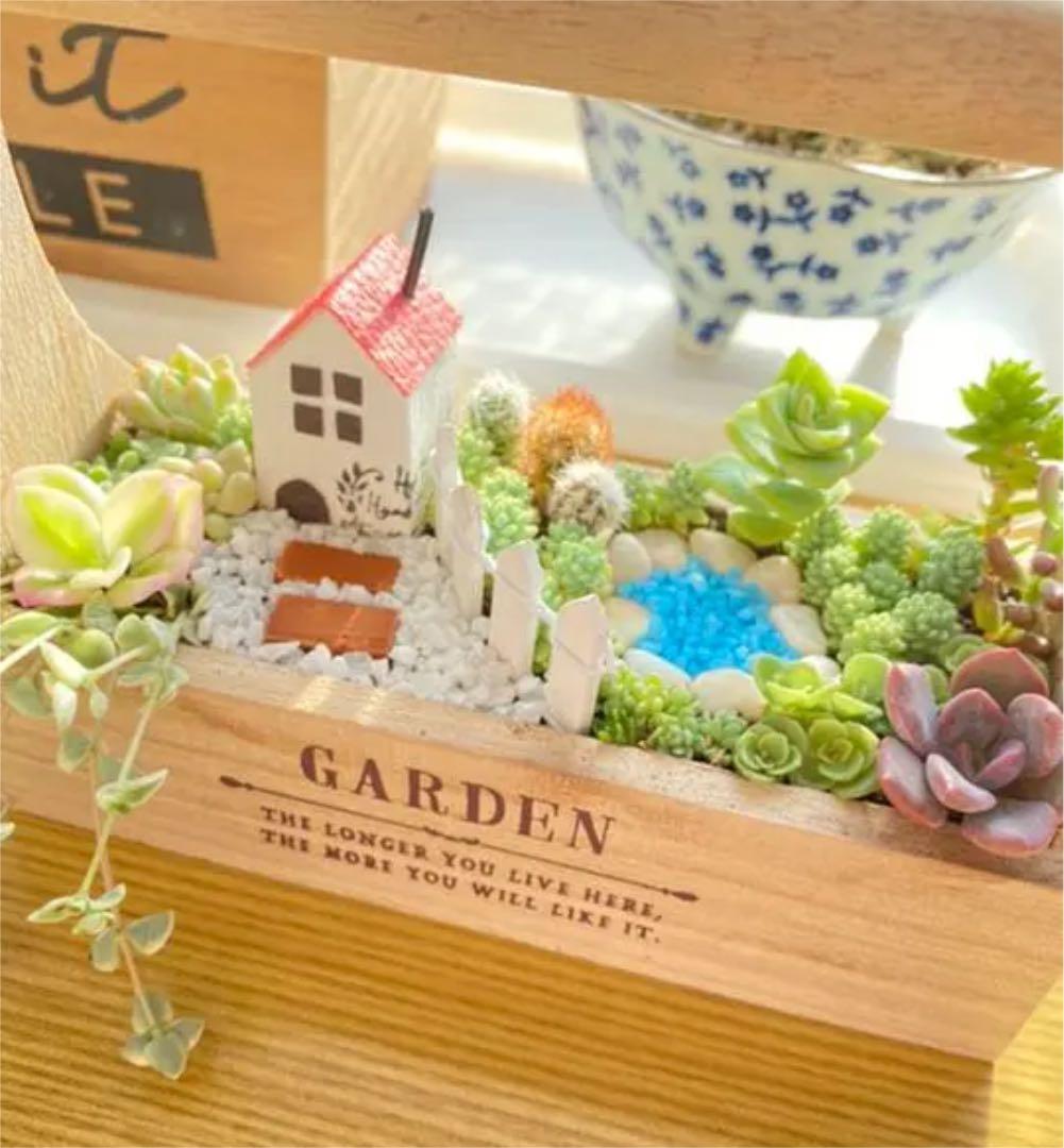 専用　　多肉植物　寄せ植え❣️