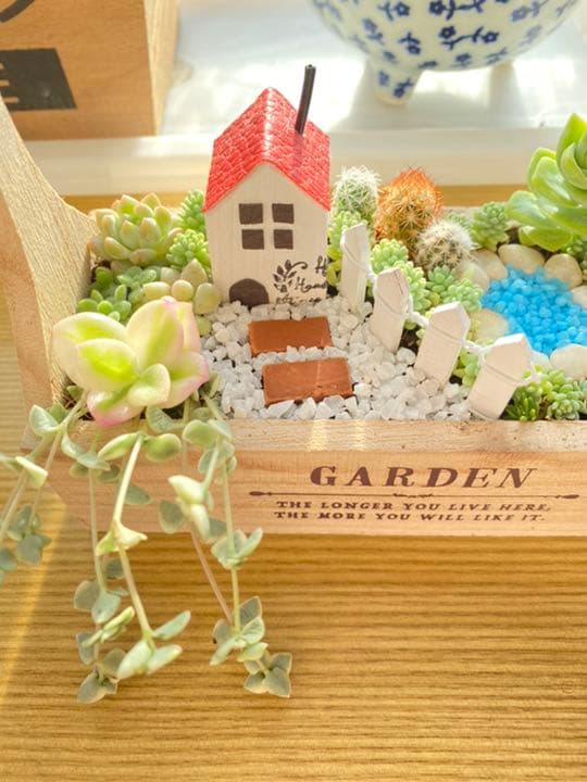 専用　　多肉植物　寄せ植え❣️