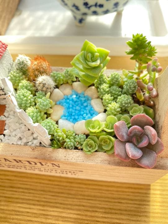 専用　　多肉植物　寄せ植え❣️