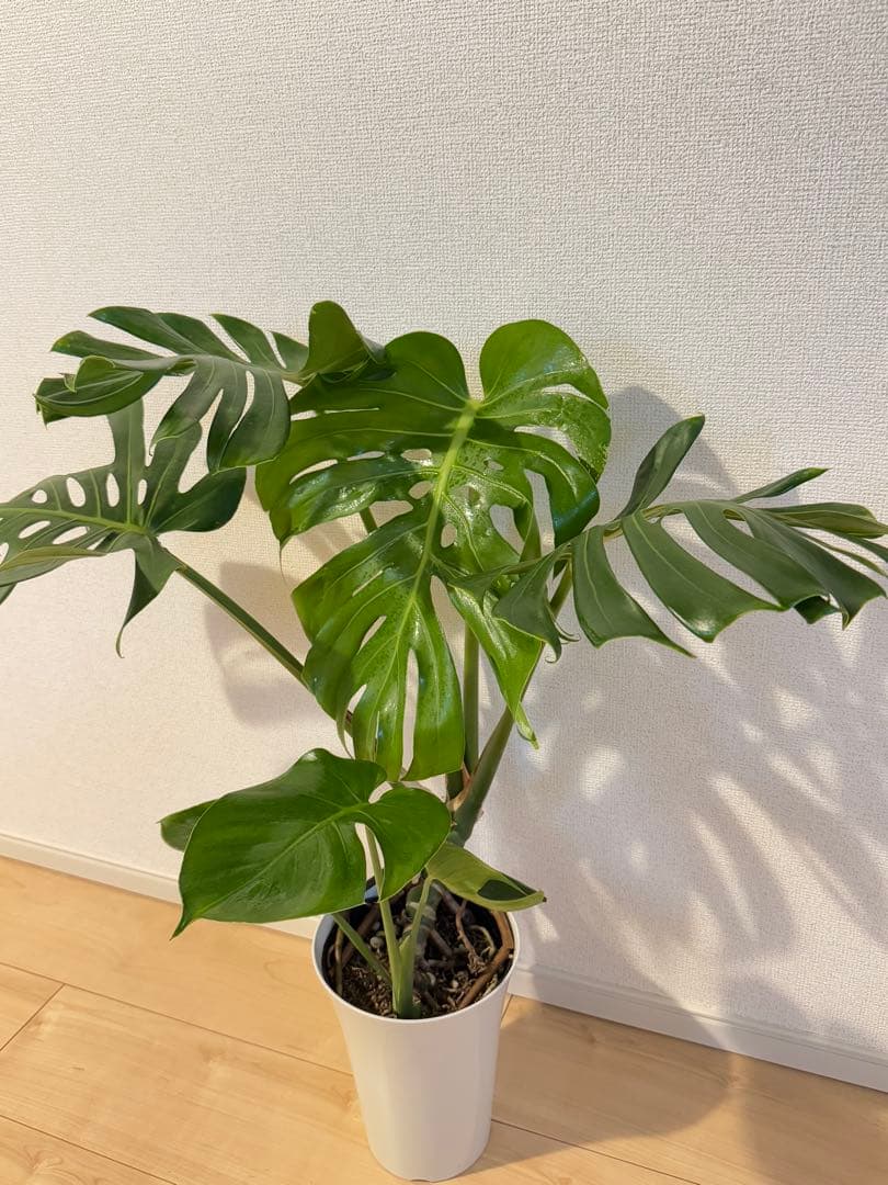 モンステラ　デリシオーサ　6寸サイズ　矮性　レア